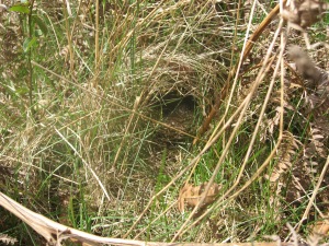 Subtle or what? A Willow Warbler's nest.