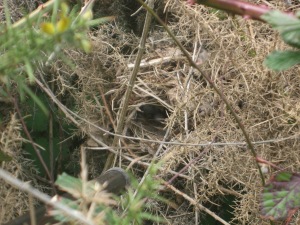 A work of art as well as being excellently camouflaged  . . . a Chiffchaff's nest.